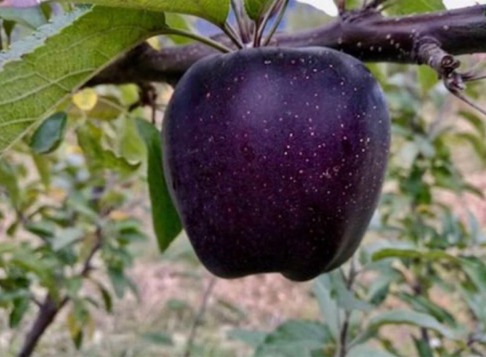 Pomi Fructiferi Exotici la Pepiniera Cătăplant