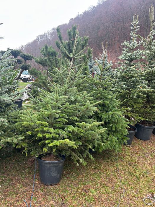 Brazi arginti si verzi