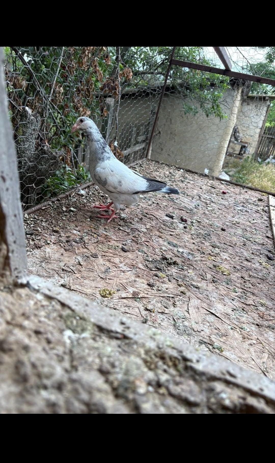 Porumbei pui de vojajor