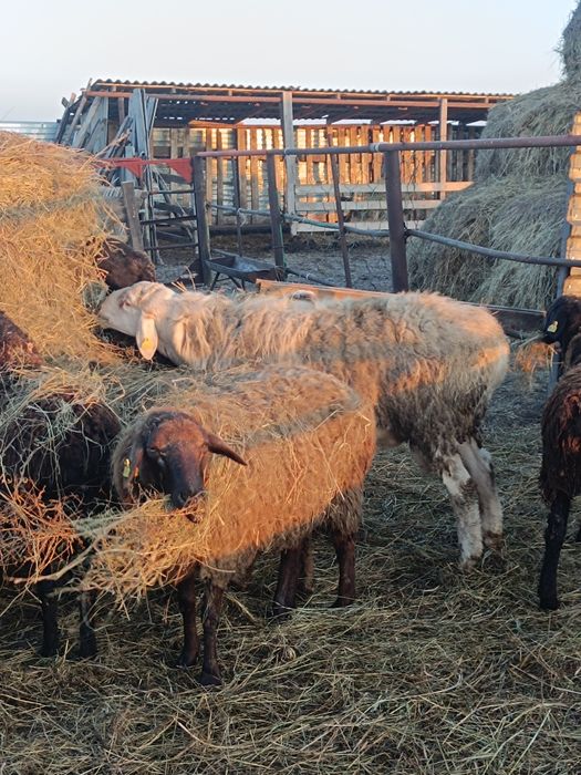 Продам ярок и кошкара.