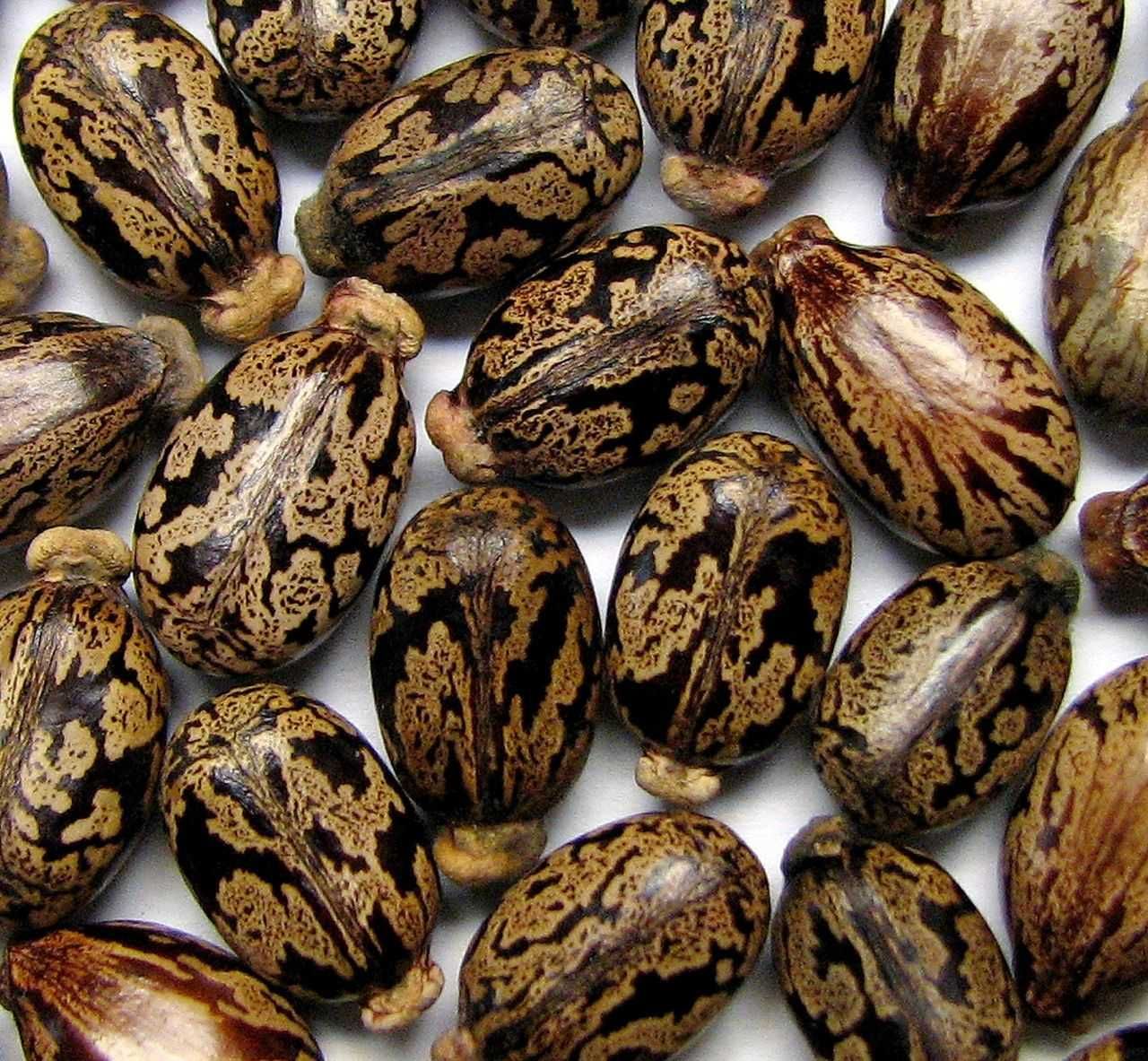 Семена Клещевины - Касторки