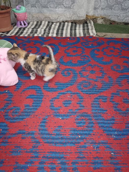 Ofer gratuit spre adopție 2 pisicute