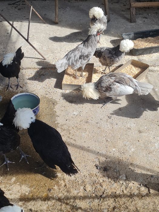 Cocoșei de motata olandeza