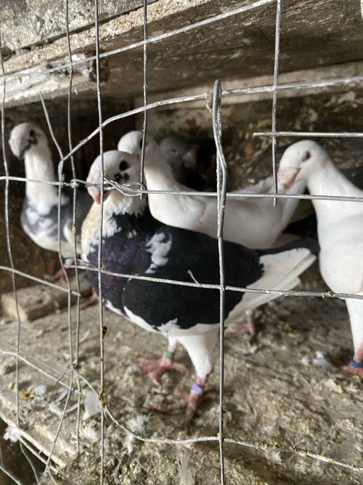 Porumbei voiajori germani