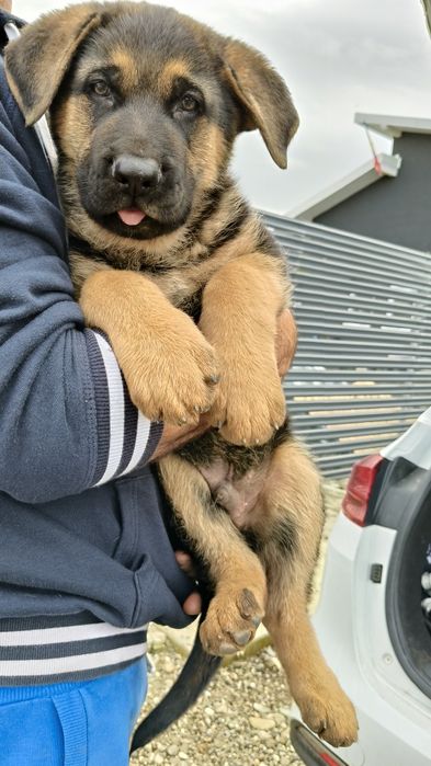 Pui ciobanesc german