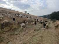 Vand 40 de capre cu lapte