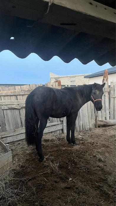 дөнен шықпа сатылады