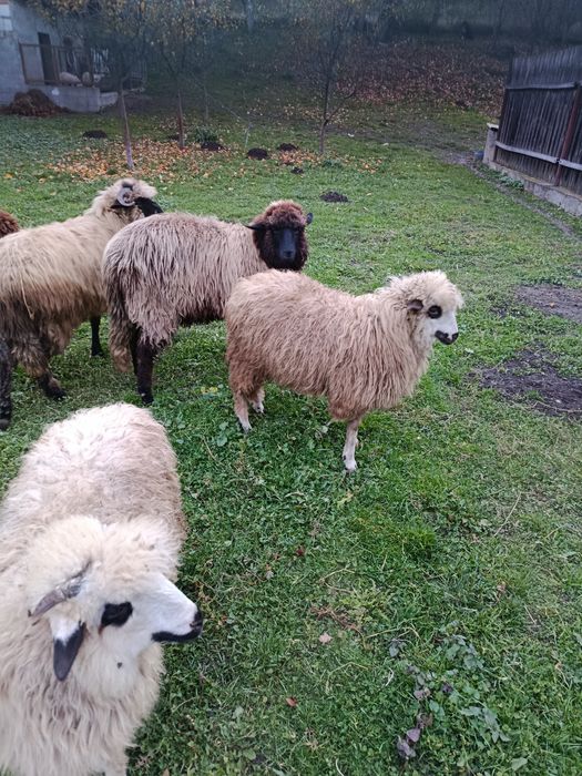 De vânzare 6 miele de anul acesta