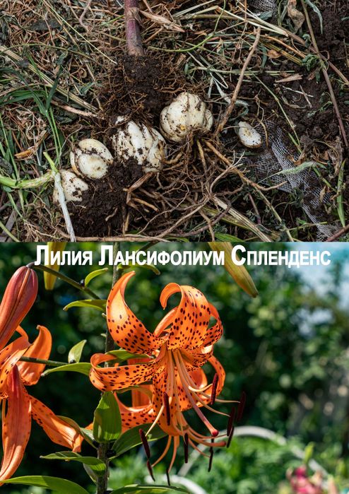 Луковицы лилий сортовых. Высота 60-80 см