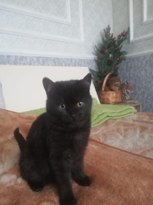 Отдадим котят домашних, к лотку приучены