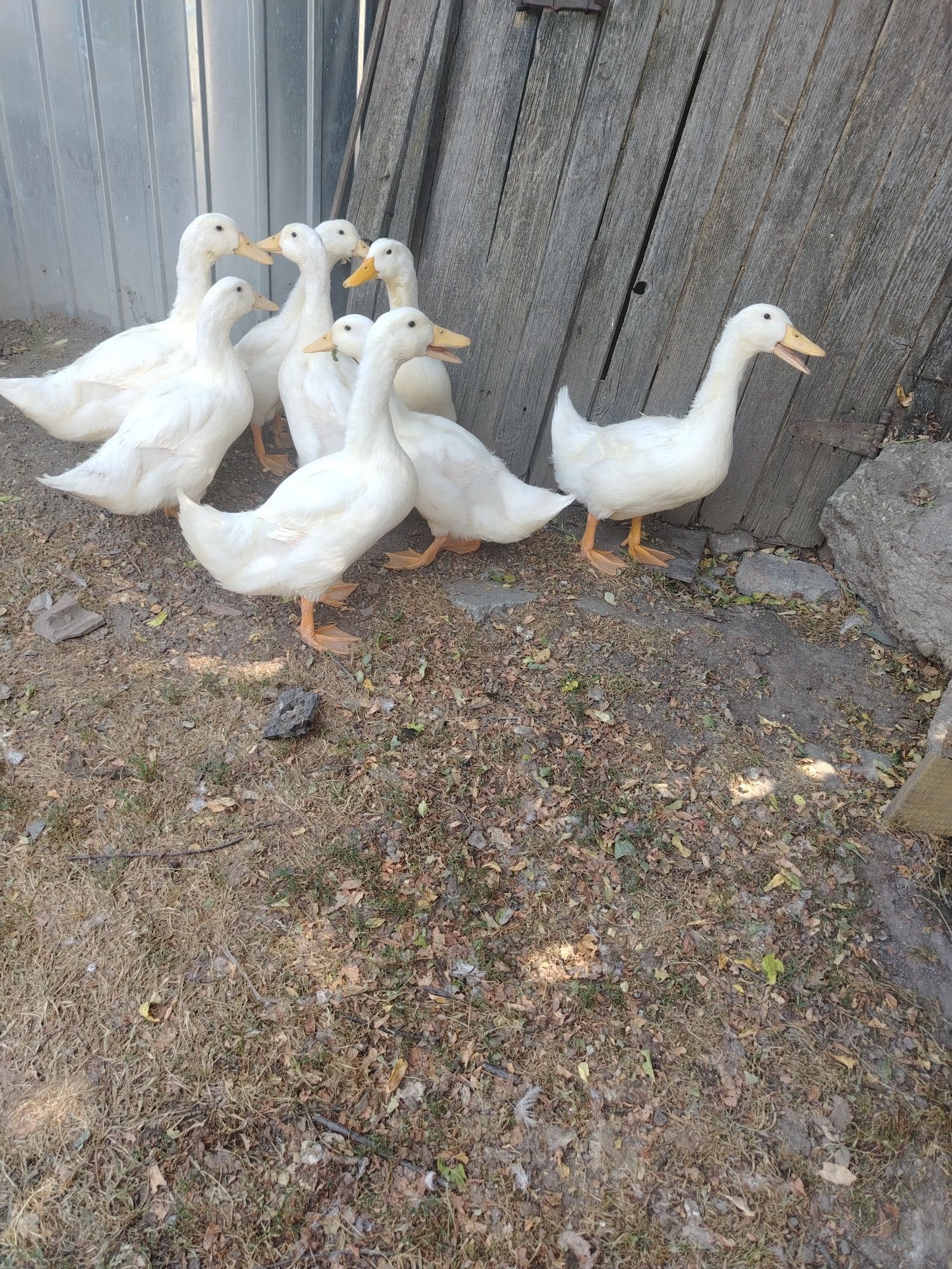 Vând boboci de rață Pekin