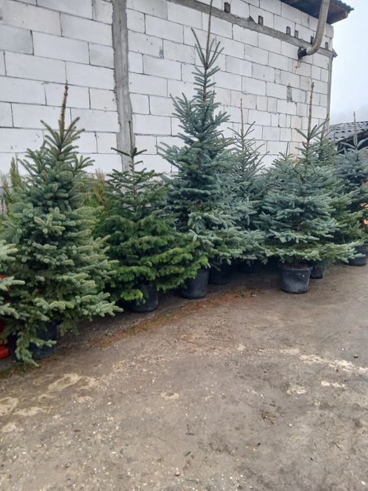 Brad argintiu livrare în toată tara !