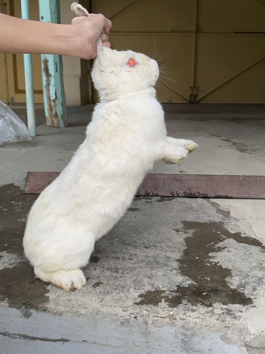 Quyon flamander 3 kgdan oshkan