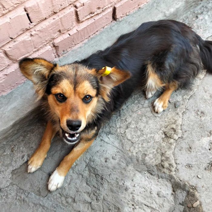 Может это Ваша Каштанка