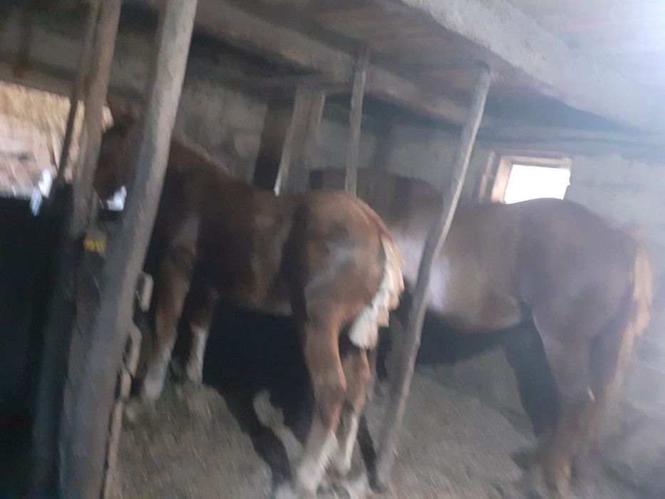 Vand mânz de 4 luni