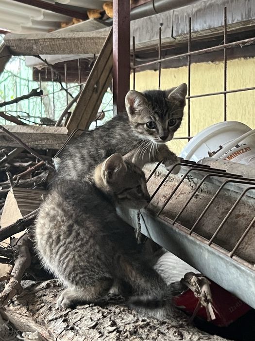 Donez pisica (2 pisicute)