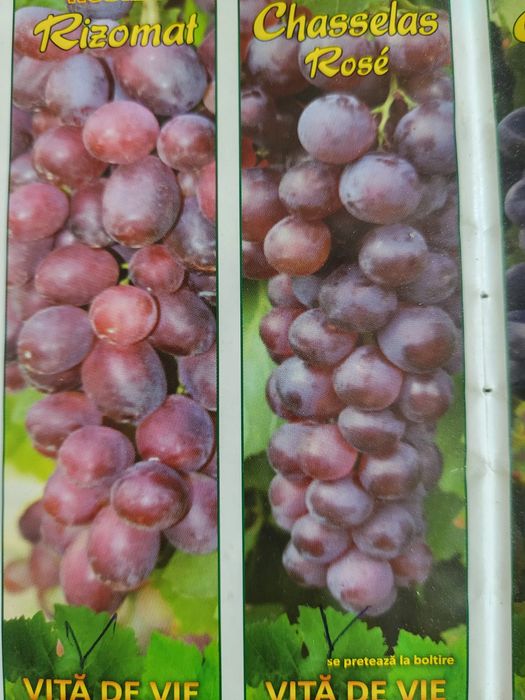 Vita de vie nobila [altoita]soiuri roze de masa