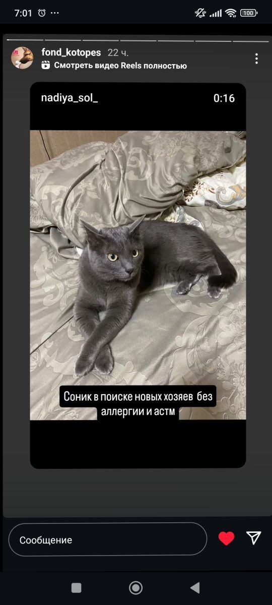 Ищем дом для русского голубого