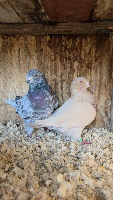 Porumbei Voiajori germani, Americani, Rotati