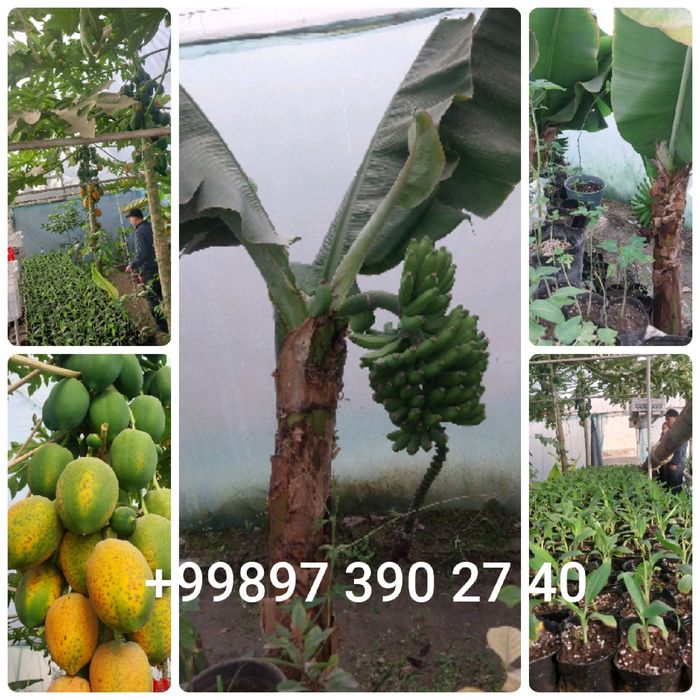 Banan papaya ko'chatlar sotiladi