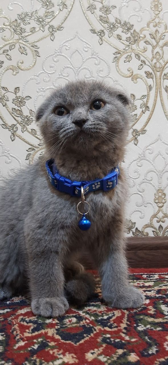 Кошка домашняя Scottish fold