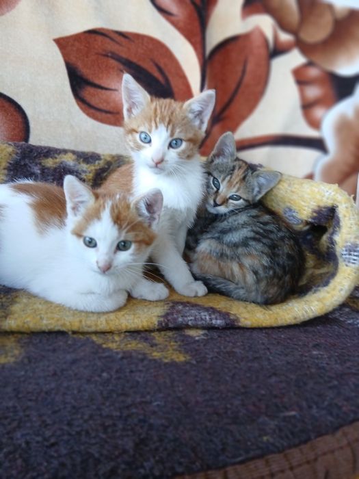 Donez pisicuțe vârstă 2 luni