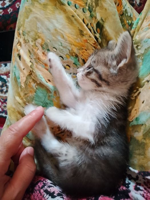 Sogʻlom ikki oyli. uy mushukcha Si mehribon yaxshi qaraydigan kishiga