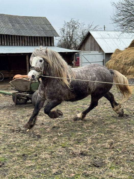 Harmăsar tânăr semigreu