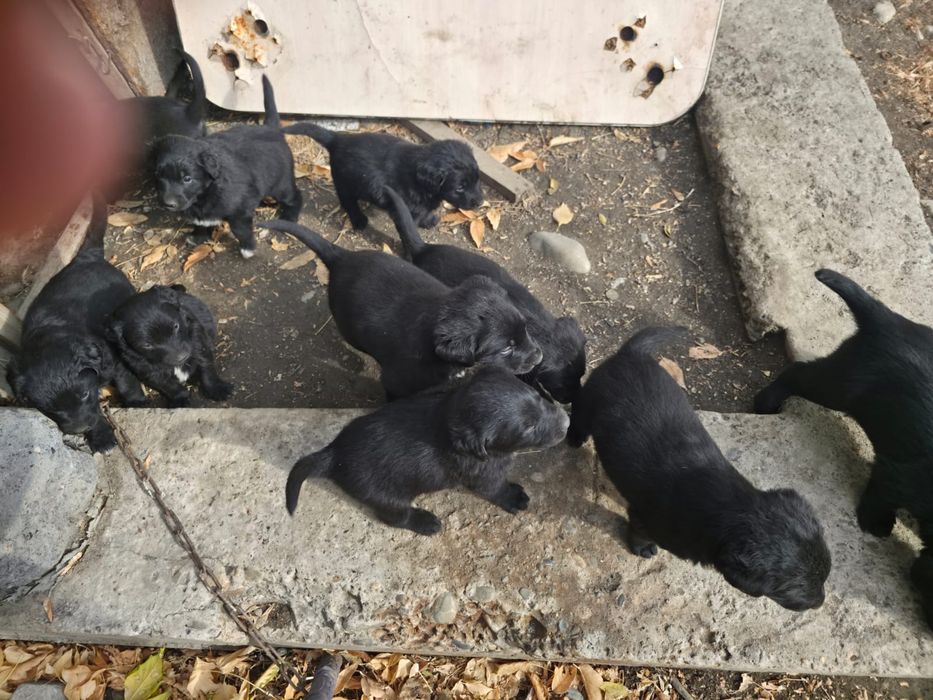 Отдам щенков кушают все