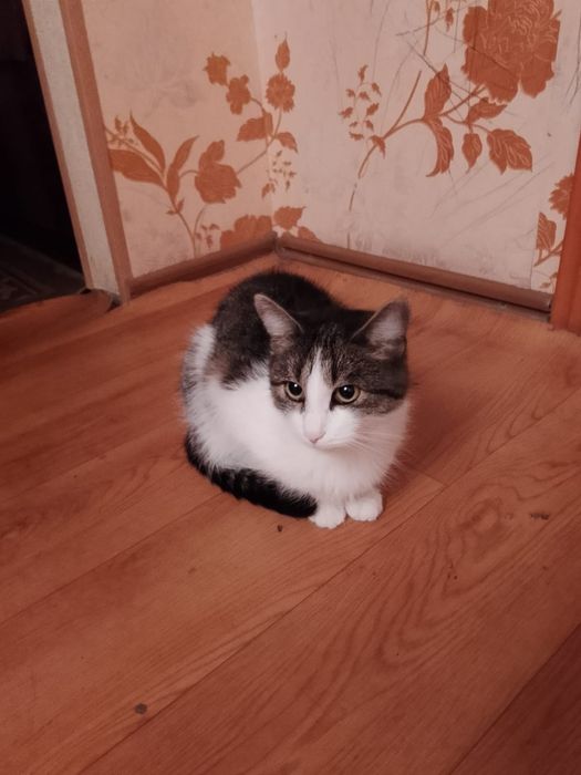 Отдам кота 3 года