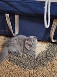 Шотландский котенок