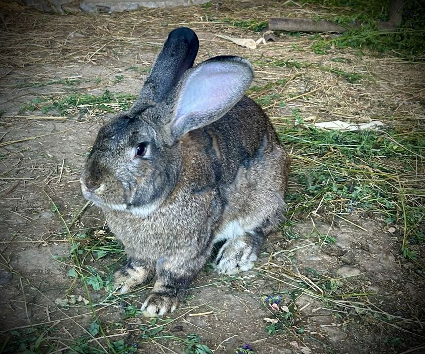 Vand iepuri și carcasă