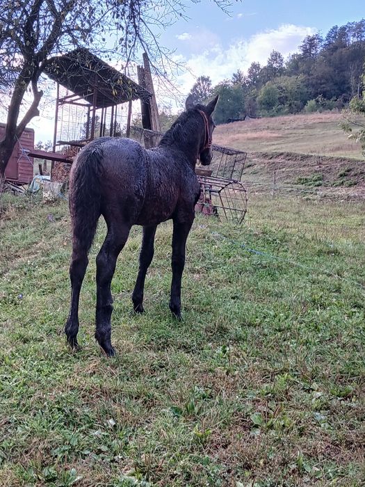 Manza de vanzare