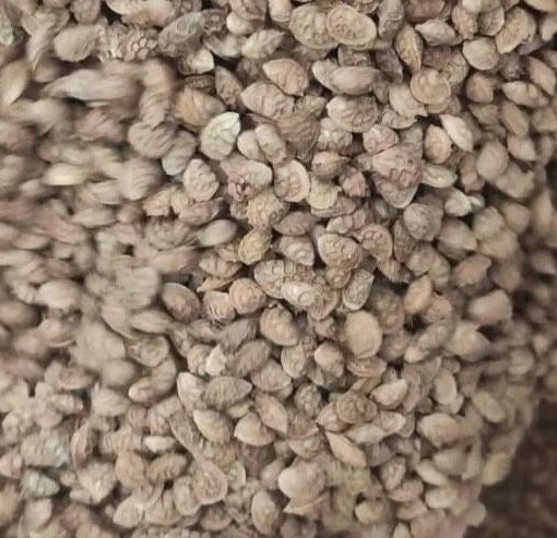 Семена Эспарцета