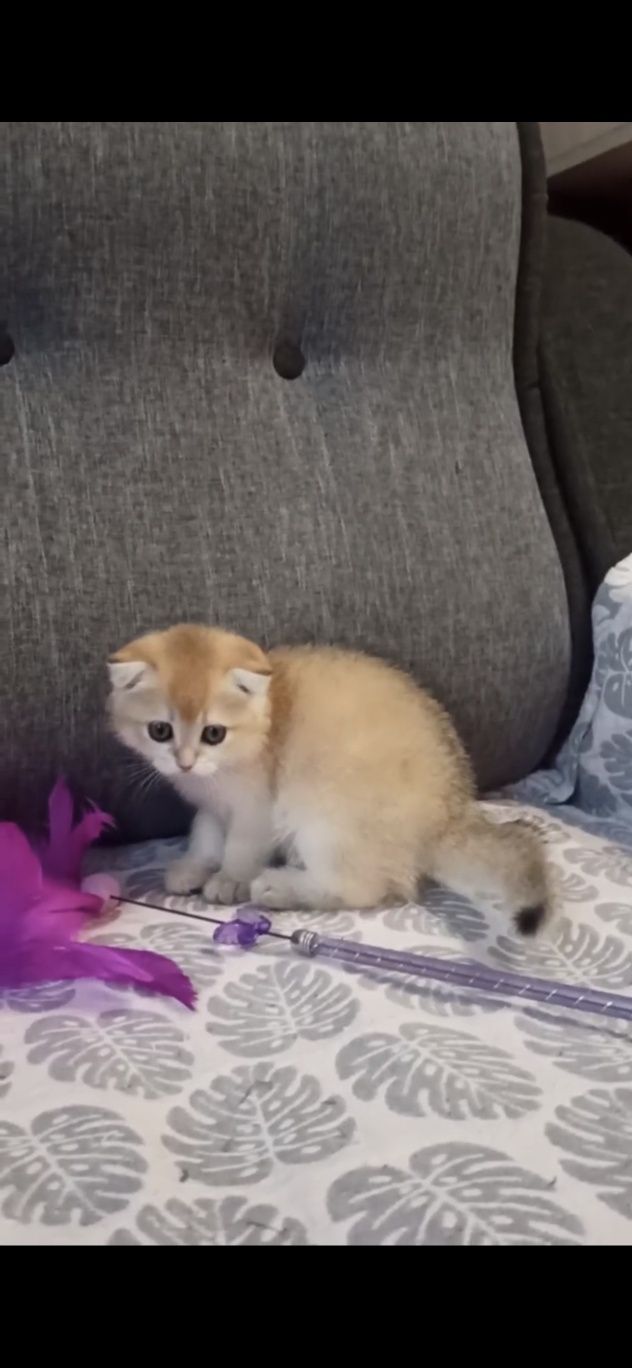 Котенок шиншилла британская, 4 месяца