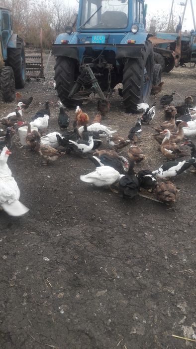 продам индоуток на племя