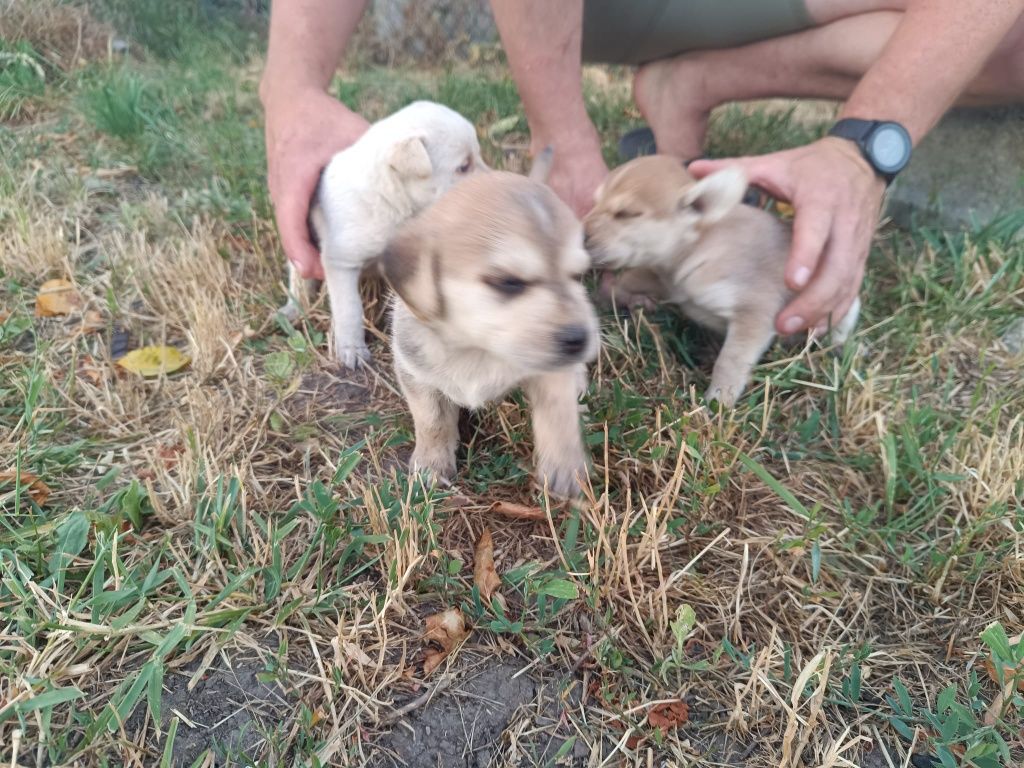 Donez catelusi jucăuși si frumosi