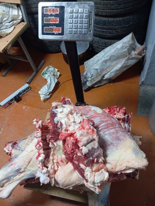 Продам говядина молодняк