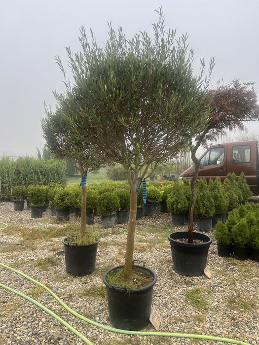 Plante ornamentale de orice specie