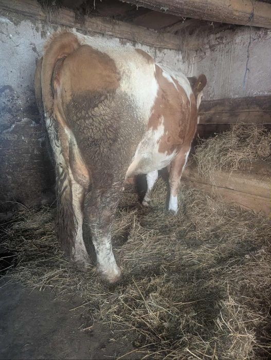 Juninca baltata romaneasca