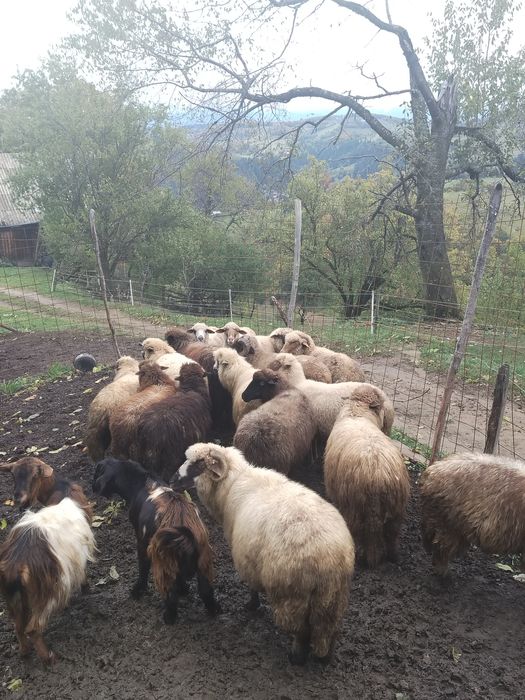 Oi din rasa tigaie de vânzare!!
