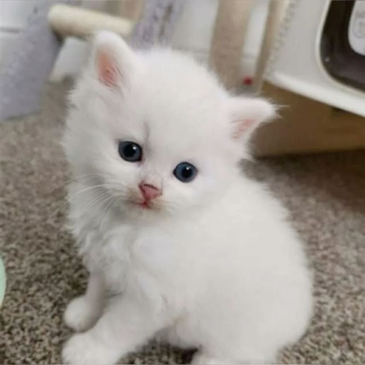 Котята на продажу