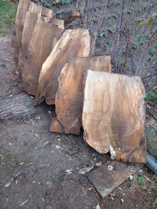 Radacina de nuc sectionata