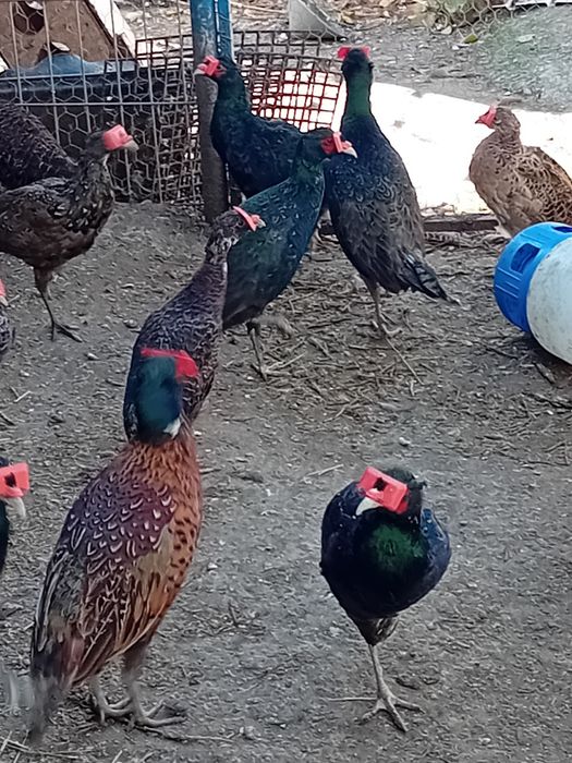 Fazani tenebros comuni si argintii