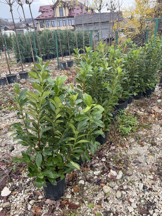 Vand prunus laurocerasus(laur englezesc)