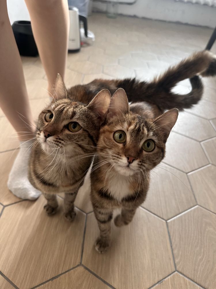 Отдам котят в ответственные руки