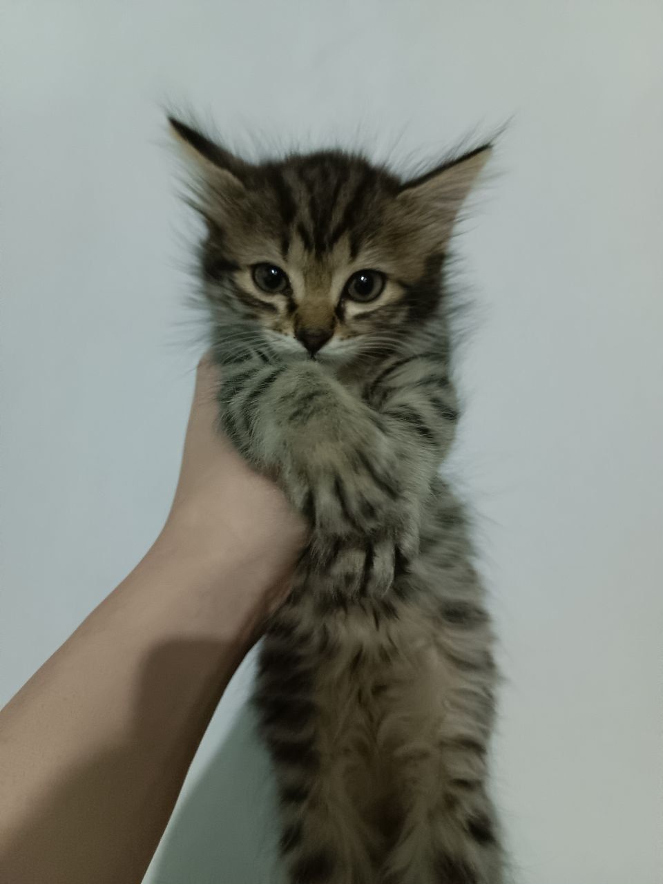 отдам котенка девочку в хорошие руки.