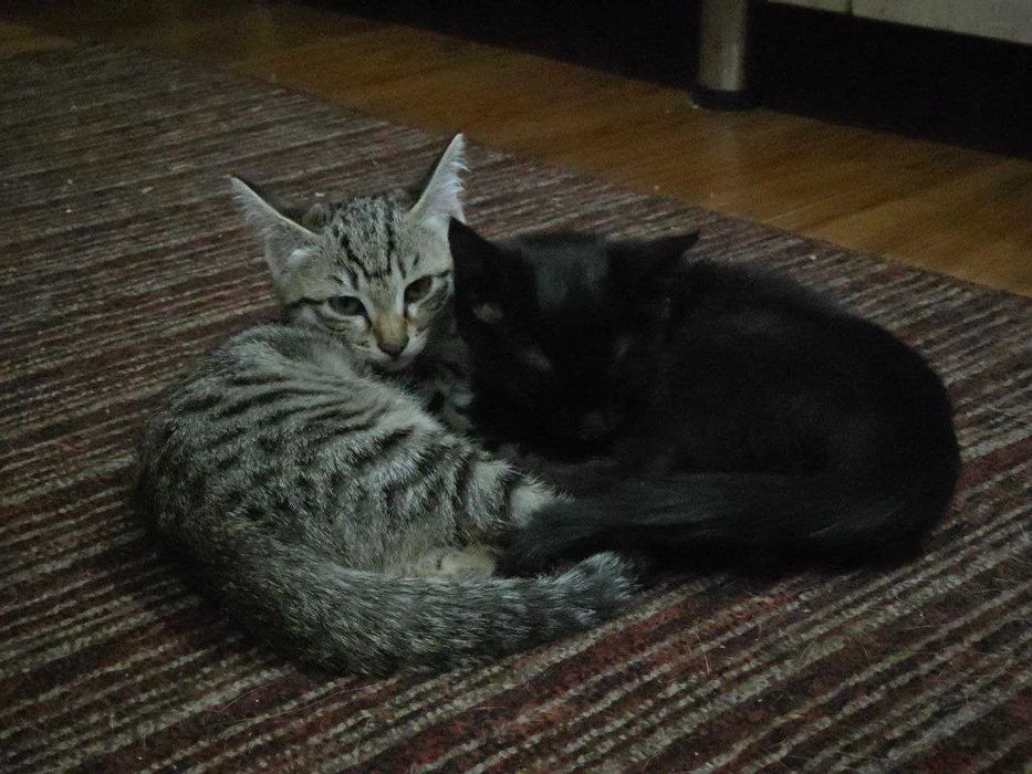 Отдам котят в хорошие руки