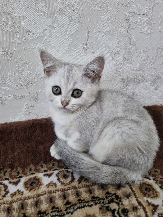 Шиншилла мушуклар сотилади