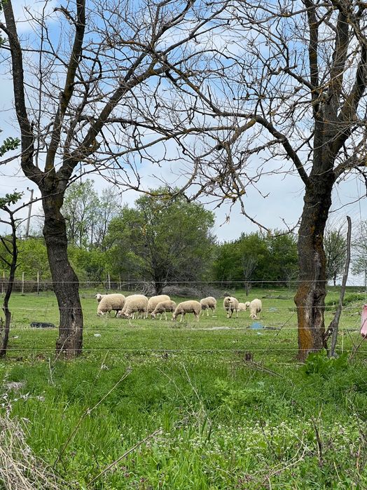 Продава се Промишлена сграда в Сухиндол - 15000 кв.м за 12 €/кв.м - Снимка #1